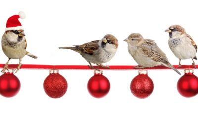 Kerstmis moet gezellig zijn….